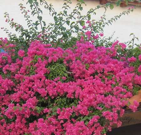 Mouria * Skiathos Town