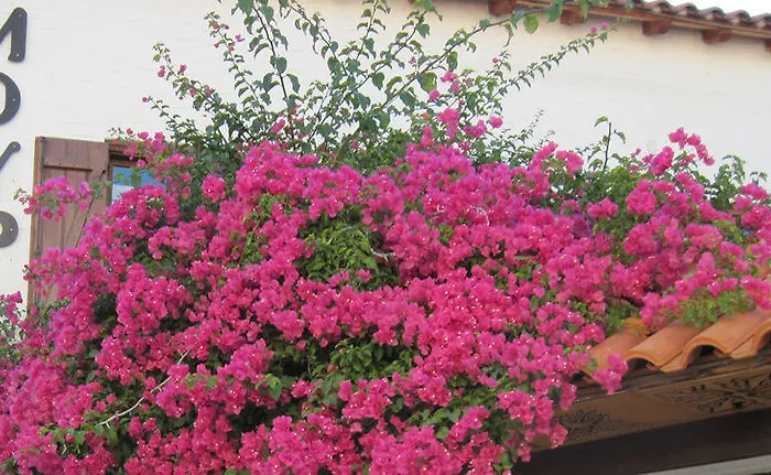 Mouria * Skiathos Town